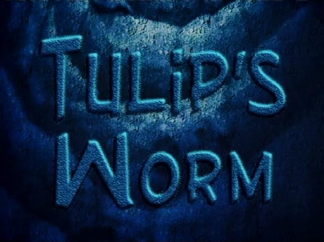 Tulips-Worm